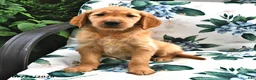 Golden Retriever dogs for sale: Jasper - Ad 3