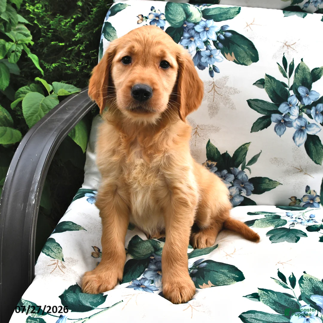 Golden Retriever dogs for sale: Jasper - Ad 3