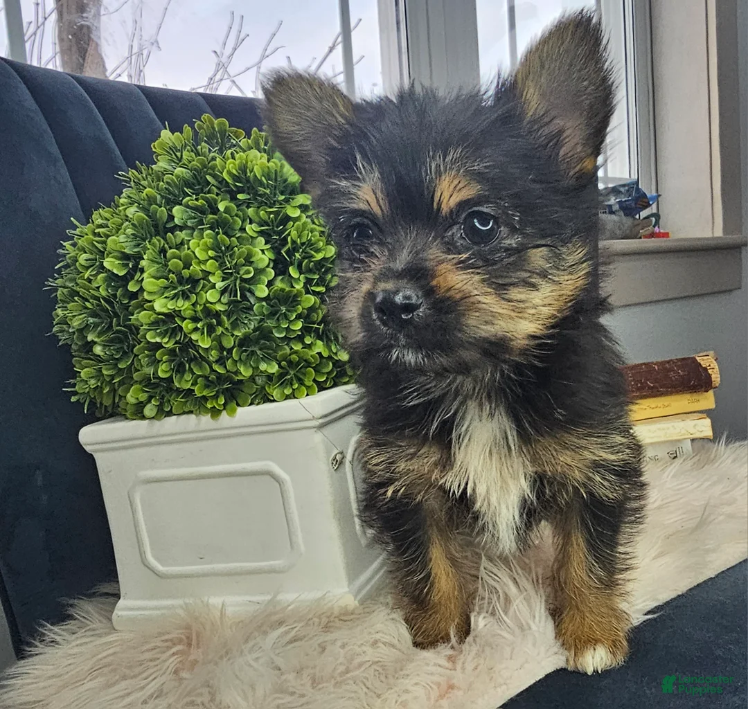 Mixed Breed dogs for sale: Lolly - Ad 7