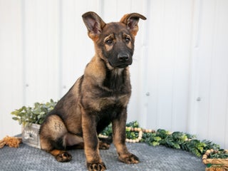 German Shepherd dogs - Ad 15