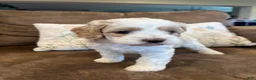 Cockapoo dogs for sale: Buff and white/brown and black nose  - Ad 6