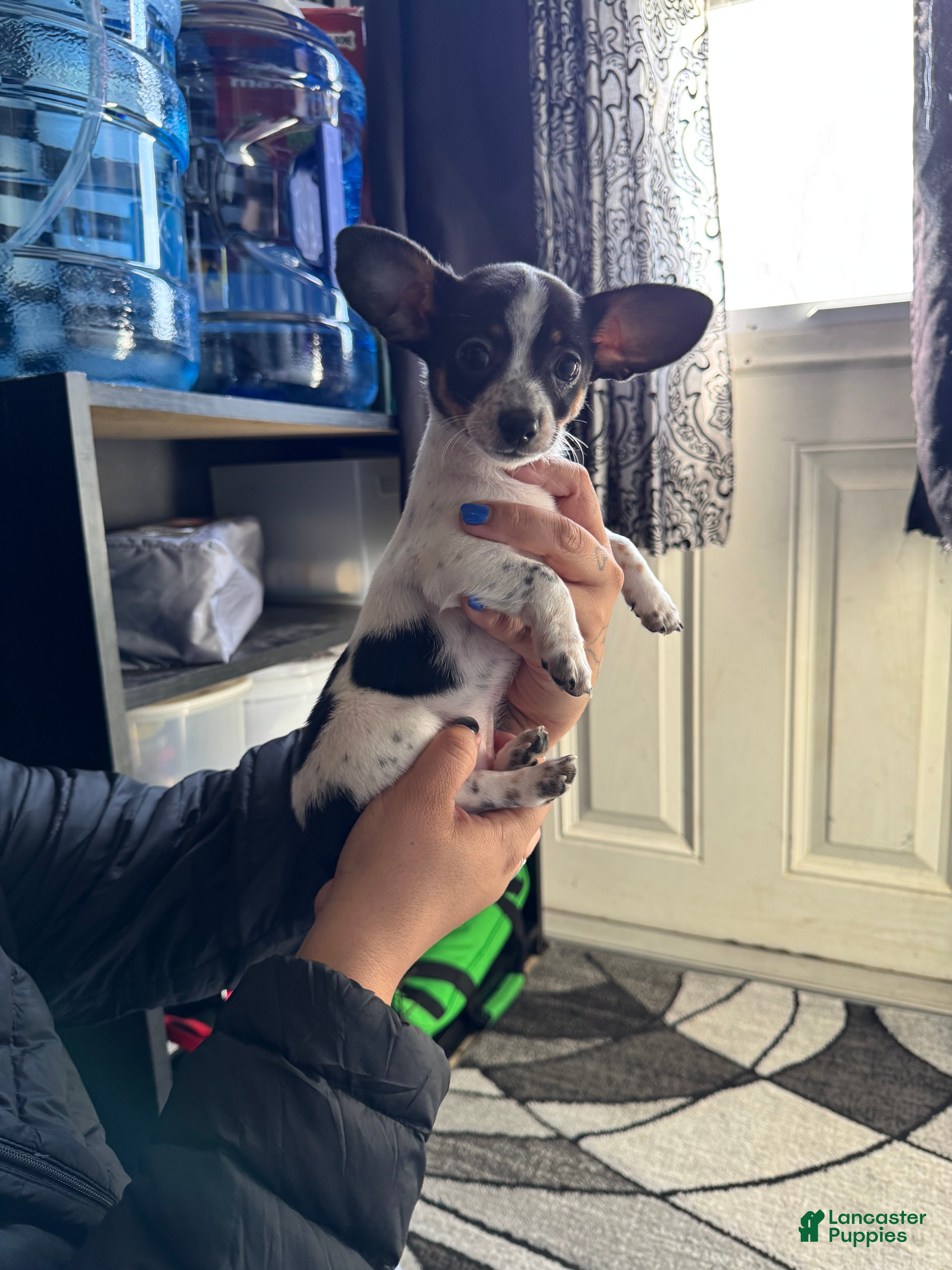 Chiweenie dogs Lola - Ad 1