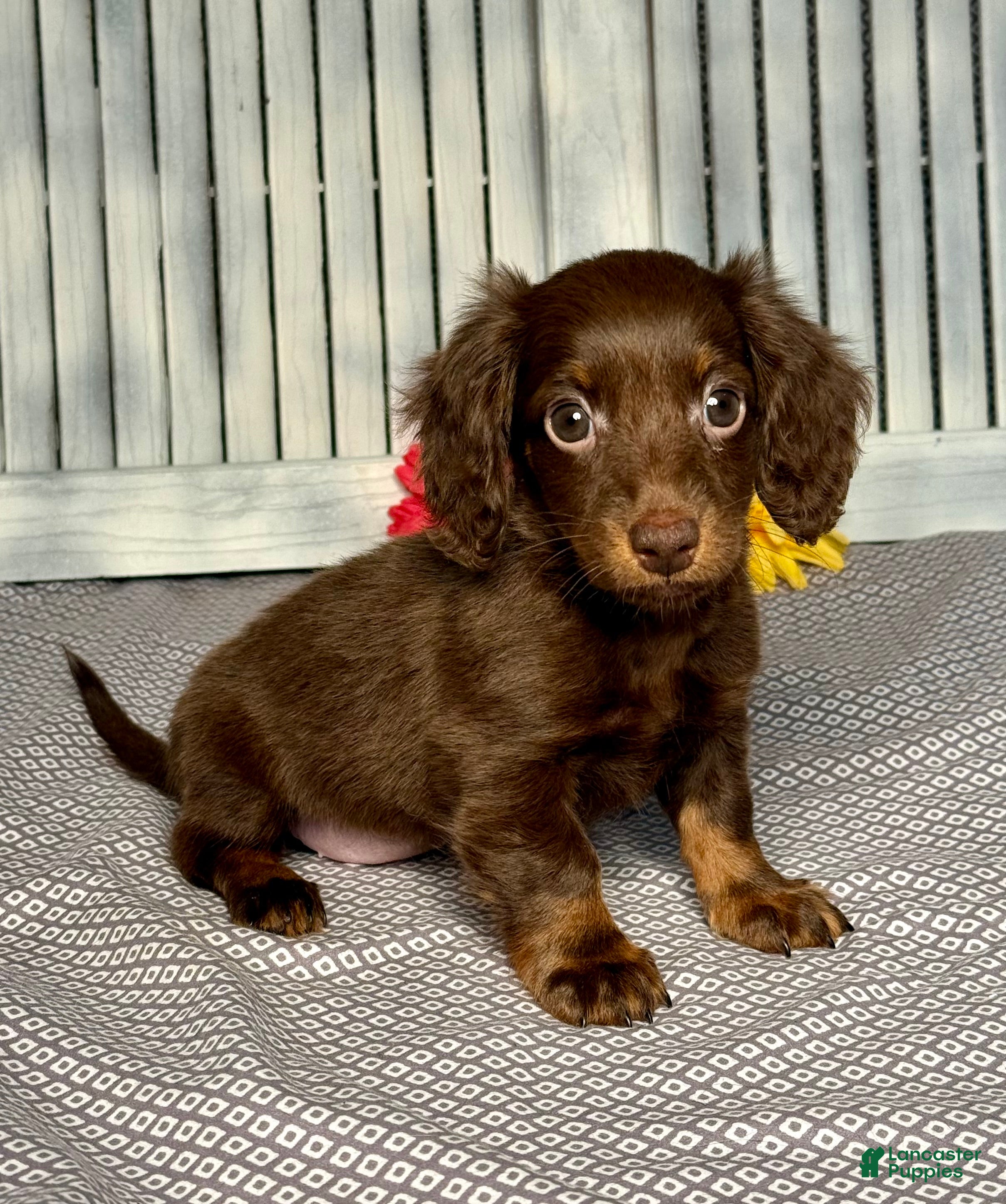Miniature Dachshund dogs Emily - Ad 1