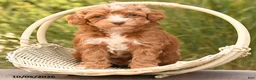 Cockapoo dogs for sale: Romeo - Ad 3