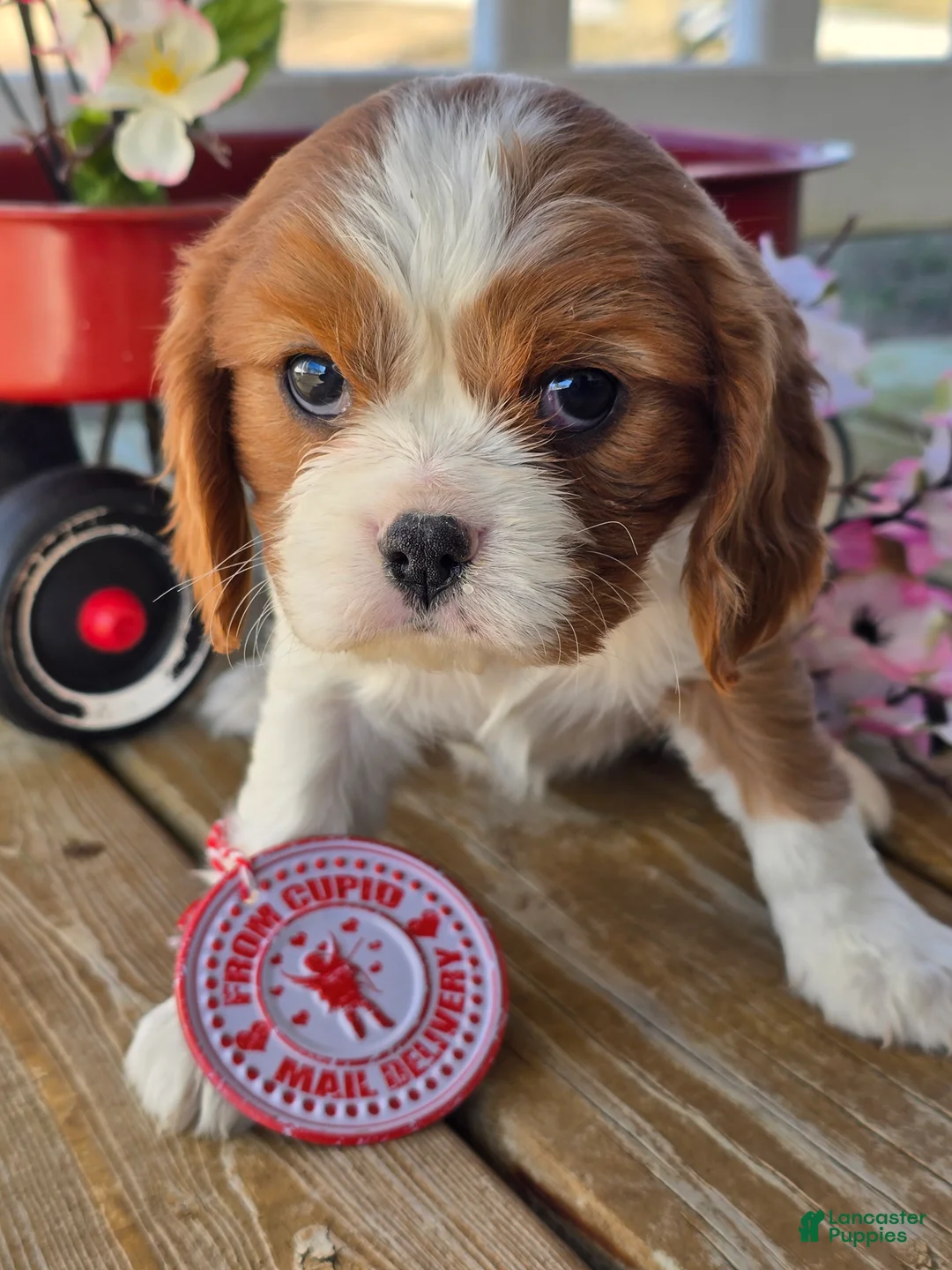Cavalier King Charles Spaniel dogs for sale: Darla - Ad 6