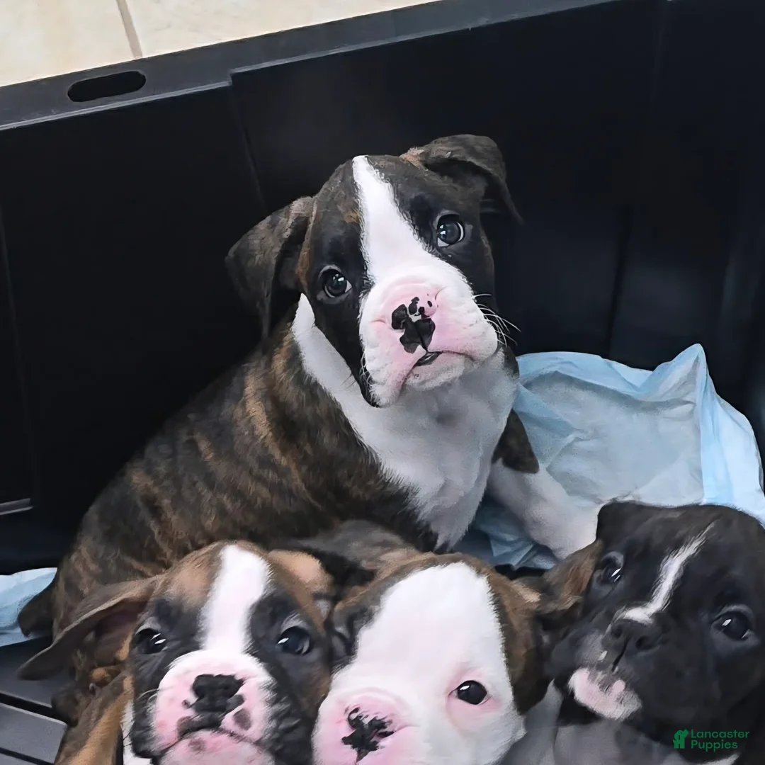 Boxer dogs for sale: Chase - Ad 4