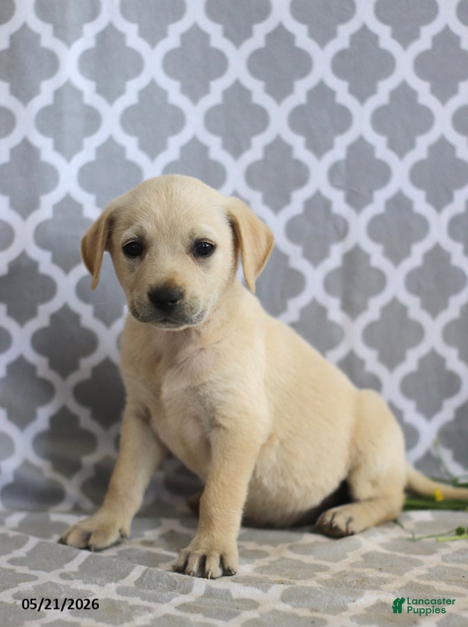 Mixed Breed dogs Renae - Ad 2