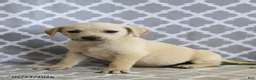 Mixed Breed dogs for sale: Renae - Ad 2