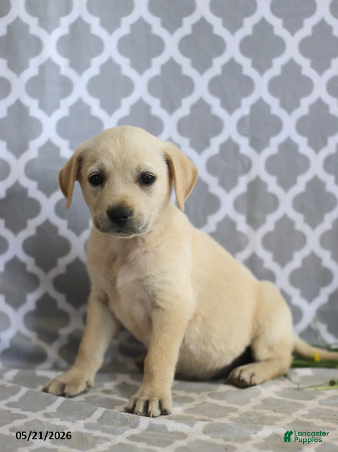 Mixed Breed dogs for sale: Renae - Ad 2