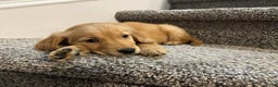 Golden Retriever dogs for sale: Abby - Ad 1
