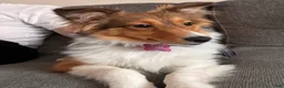 Shetland Sheepdog dogs for sale: Lucy - Ad 4