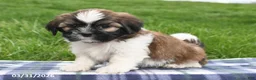 Shih Tzu dogs for sale: Trent - Ad 4