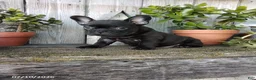 French Bulldog dogs for sale: Millie - Ad 3