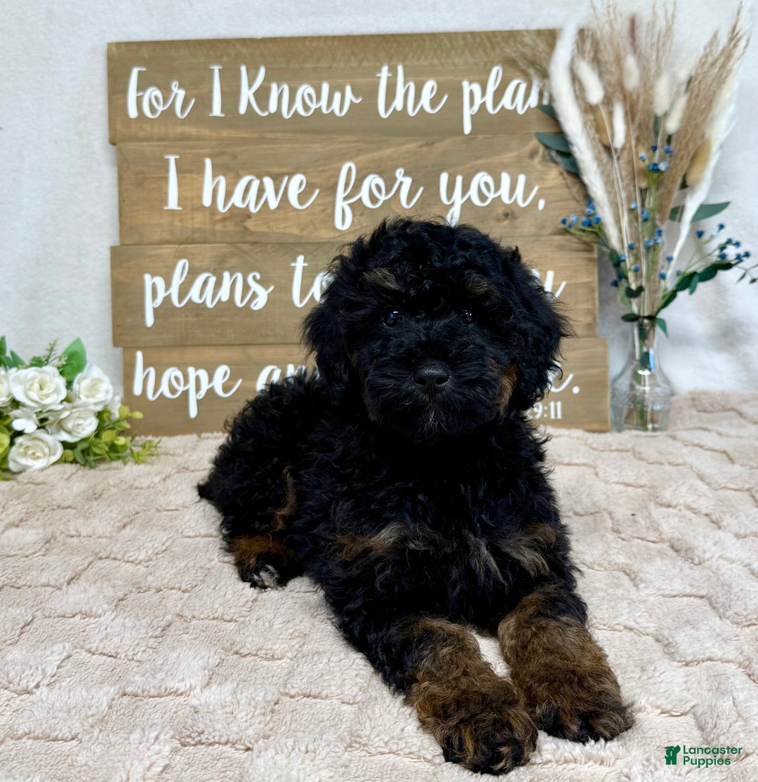 Toy Poodle dogs for sale: Buddy - Ad 1