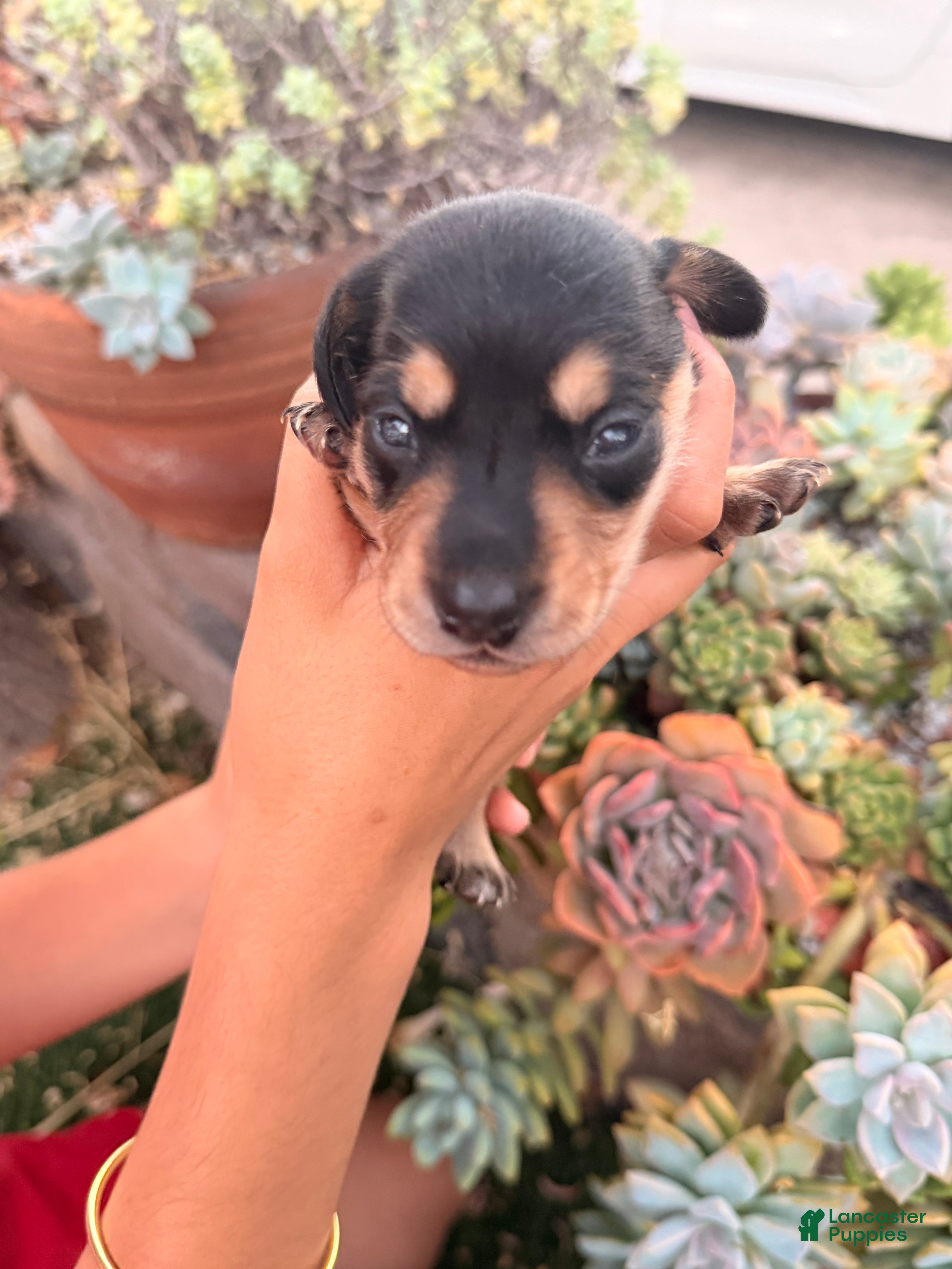 Miniature Dachshund dogs Miniature Dachshund 3 - Ad 20