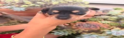 Miniature Dachshund dogs for sale: Miniature Dachshund 3 - Ad 1