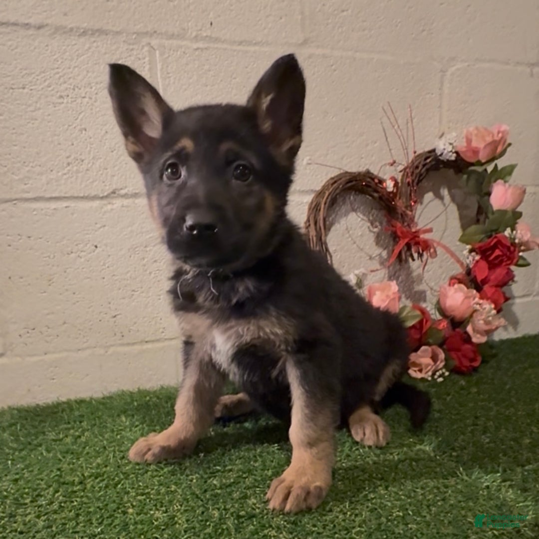 German Shepherd dogs for sale: SIMON - Ad 1