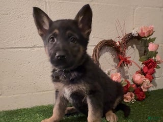 German Shepherd dogs SIMON - Ad 21