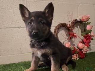 German Shepherd dogs SIMON - Ad 25