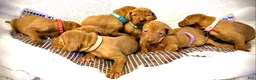 Vizsla dogs for sale: Vizsla Puppy 1 - Ad 3