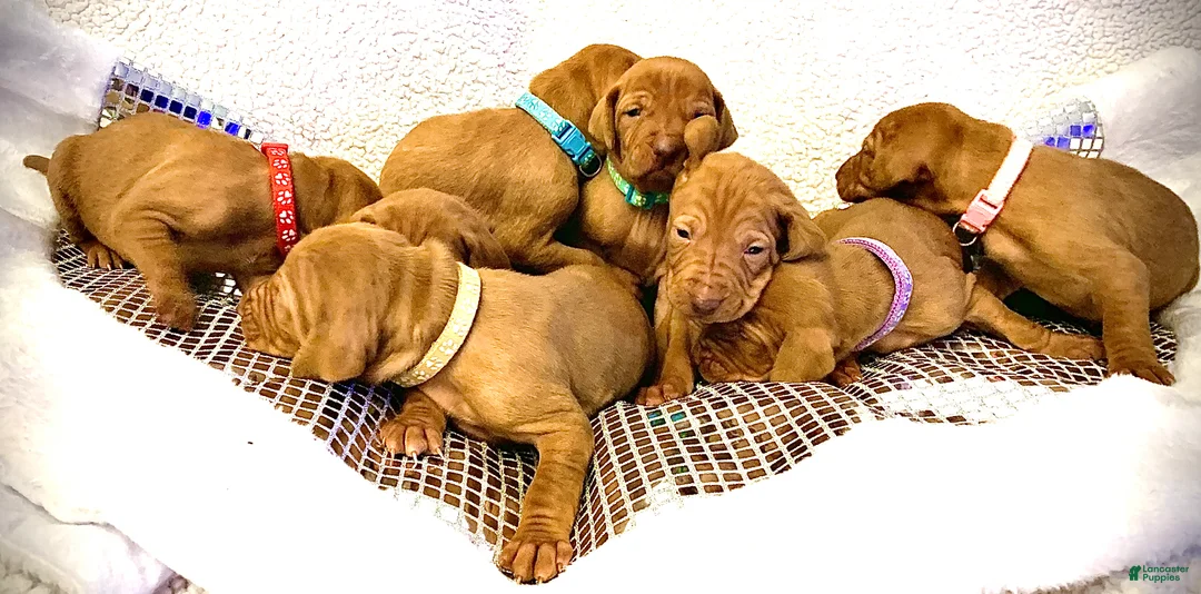 Vizsla dogs for sale: Vizsla Puppy 1 - Ad 3