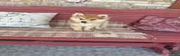 Pomsky dogs for sale: Reese - Ad 2