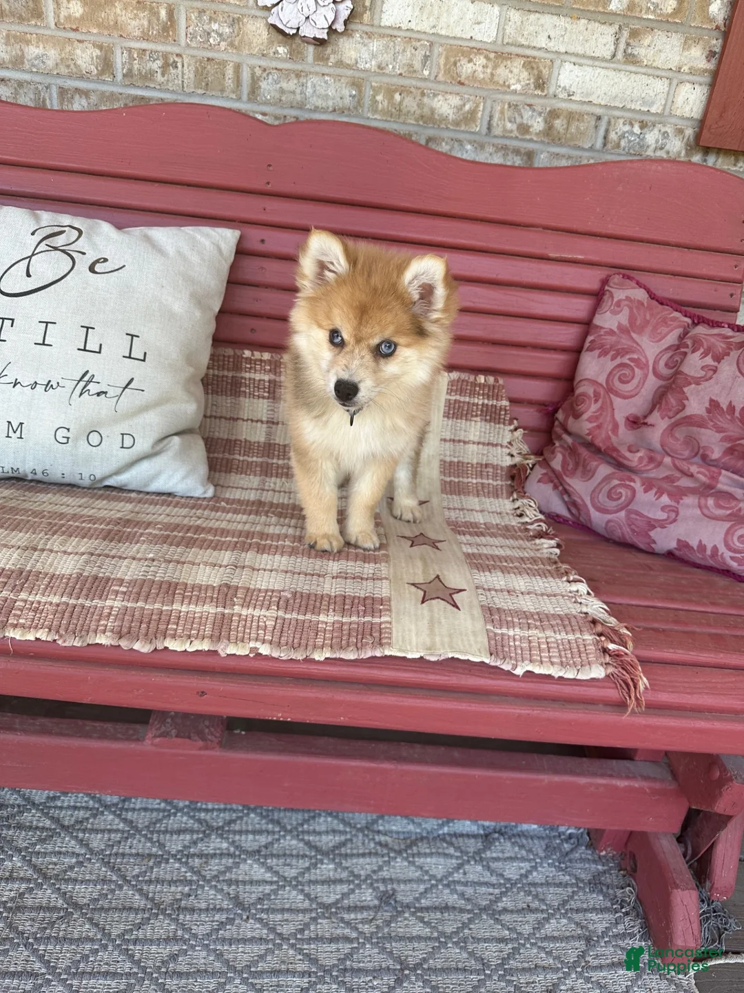 Pomsky dogs for sale: Reese - Ad 2