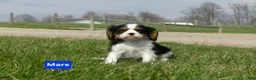 Cavalier King Charles Spaniel dogs for sale: Mars - Ad 5