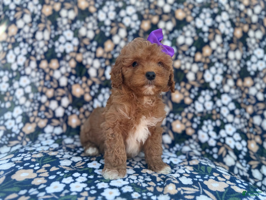 Cavapoo dogs for sale: Sienna - Ad 7