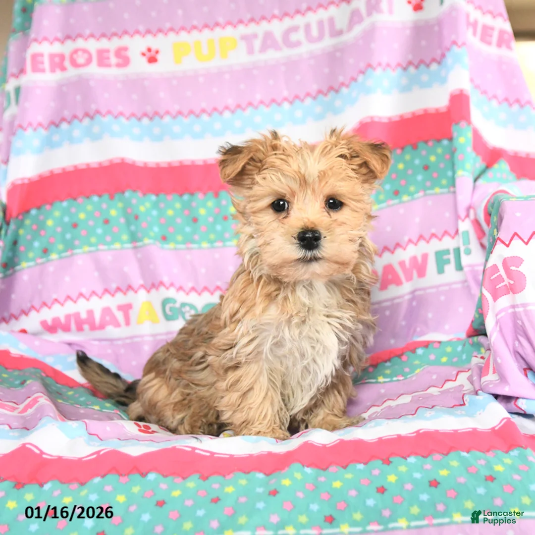 Morkie dogs for sale: Buddy - Ad 2