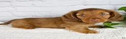 Miniature Dachshund dogs for sale: Felix - Ad 8