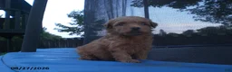 Yorkiepoo dogs for sale: George - Ad 8