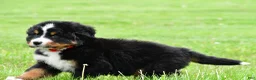 Bernese Mountain Dog dogs for sale: Rick - Ad 6