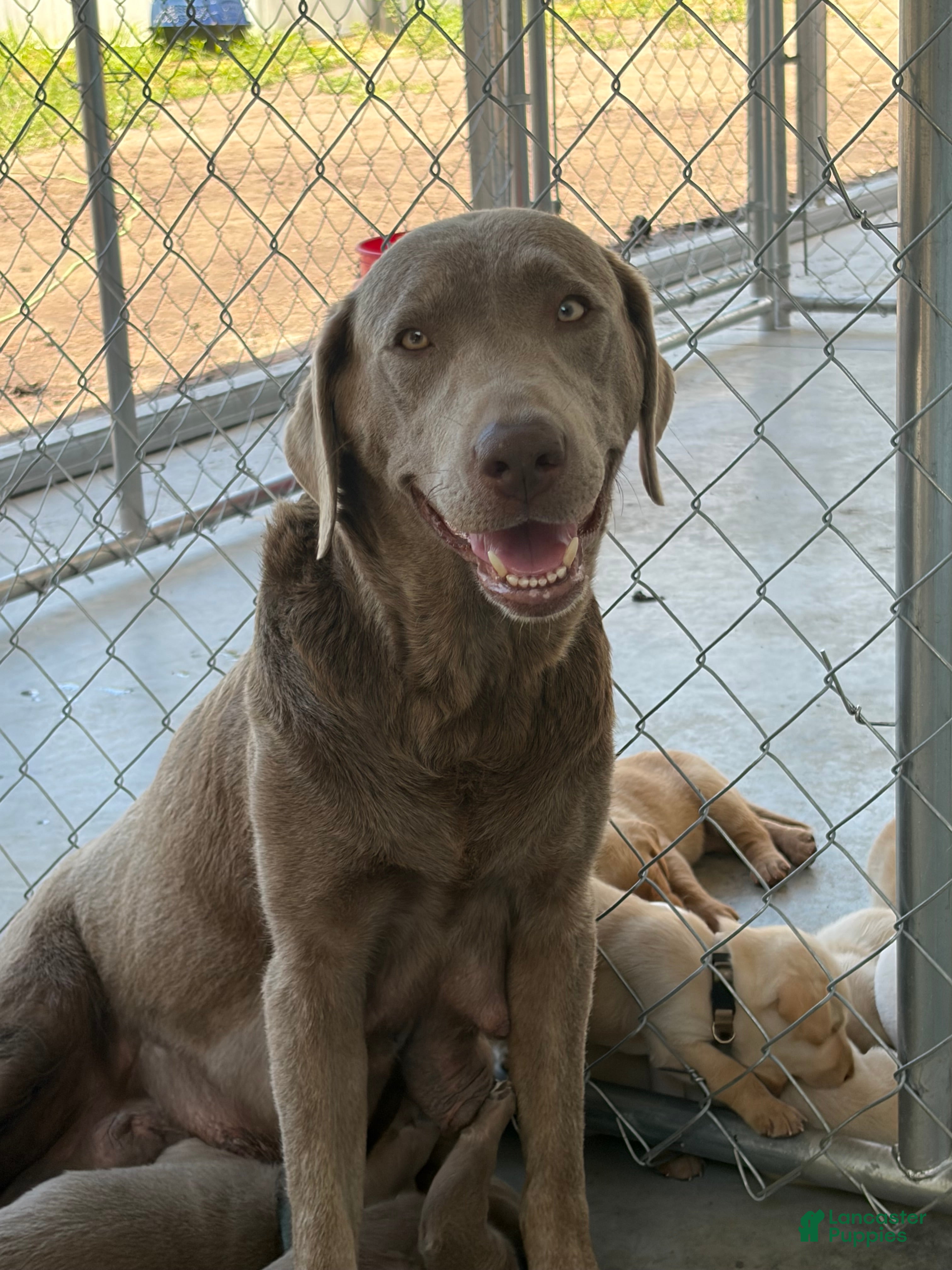 Labrador Retriever dogs Blue male - Ad 2