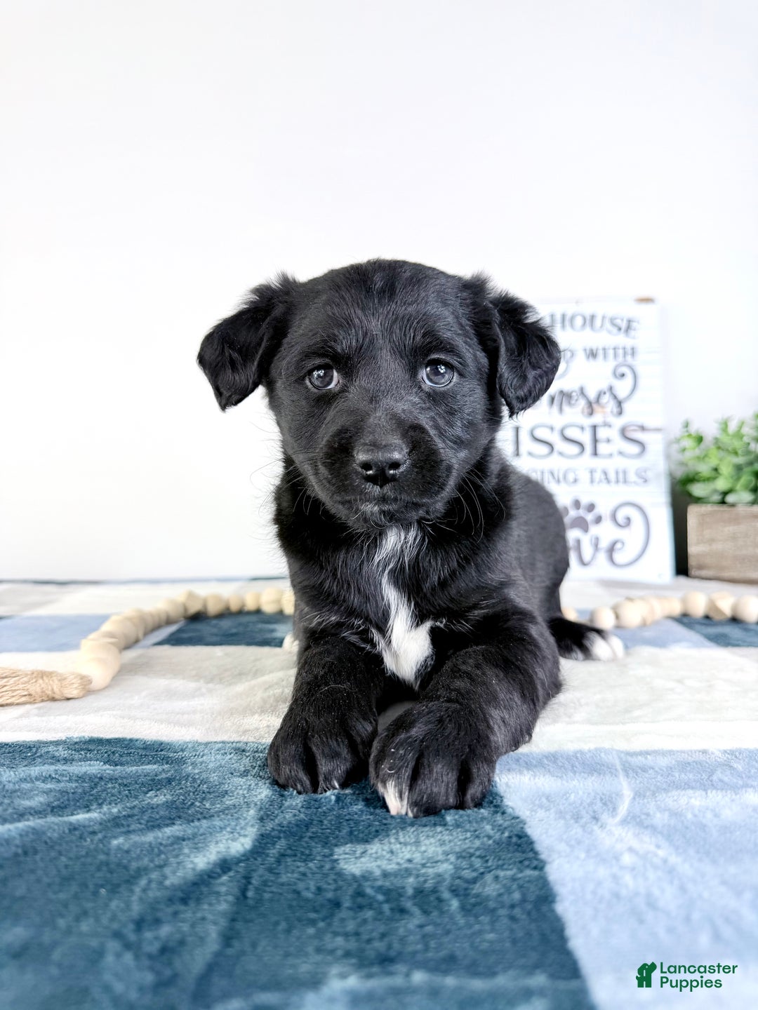 Mixed Breed dogs for sale: Alice - Ad 2