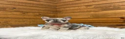 French Bulldog dogs for sale: Jace - Ad 8