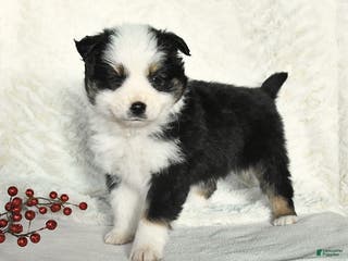Miniature Australian Shepherd dogs Nicholas - Ad 9