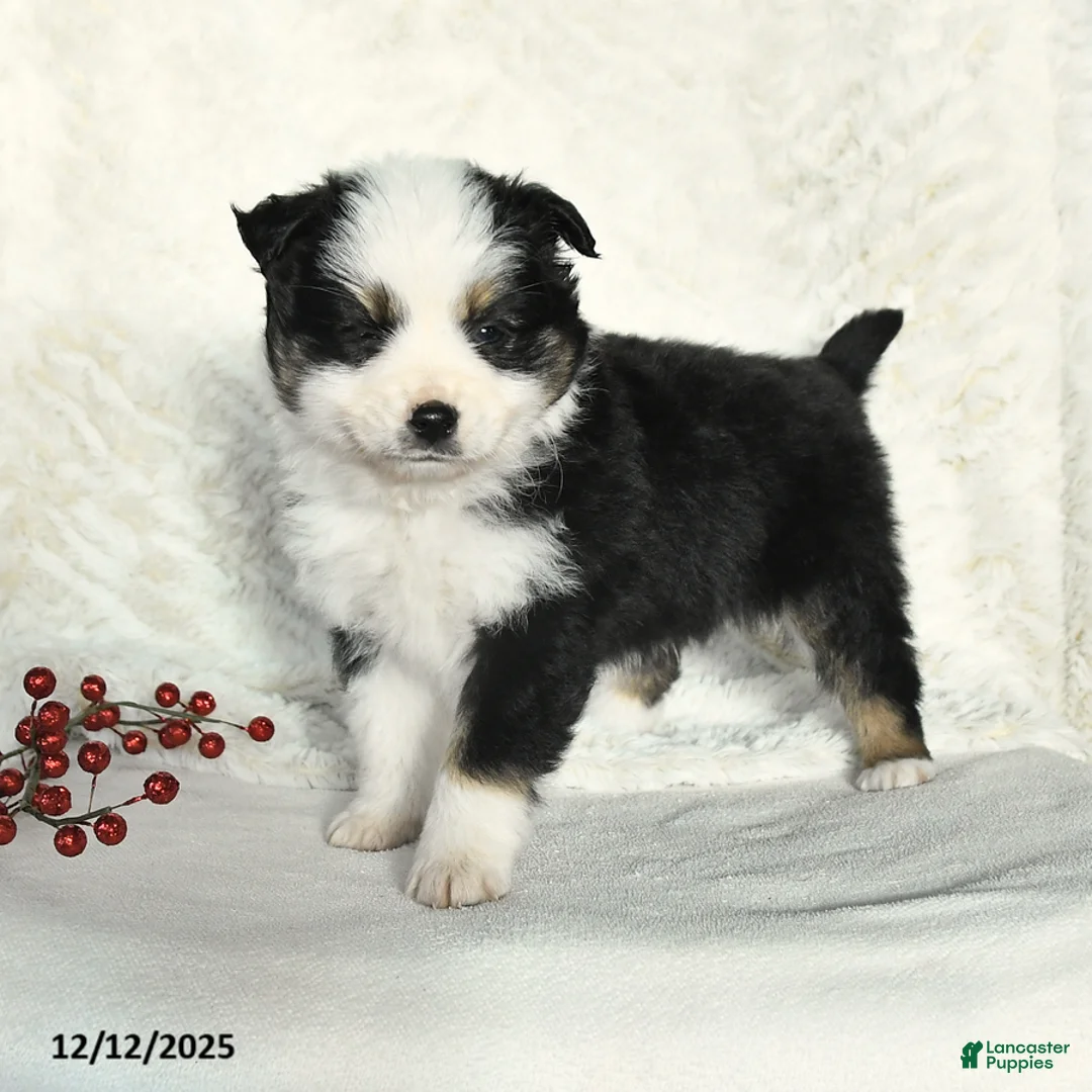 Miniature Australian Shepherd dogs for sale: Nicholas - Ad 1