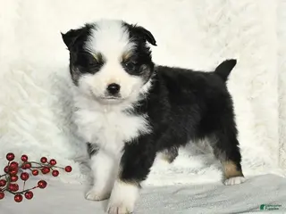 Miniature Australian Shepherd dogs Nicholas - Ad 42