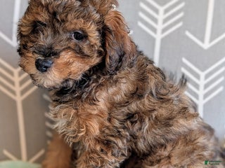 Mini Aussiedoodle dogs - Ad 26