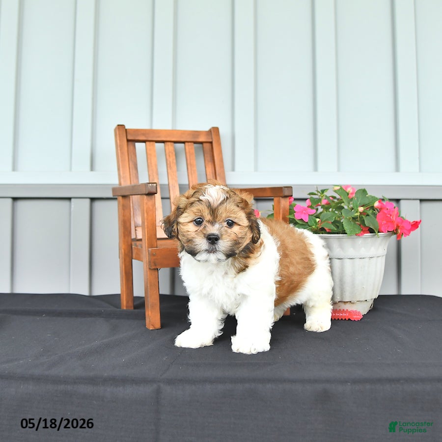 Shihpoo dogs Parker - Ad 2