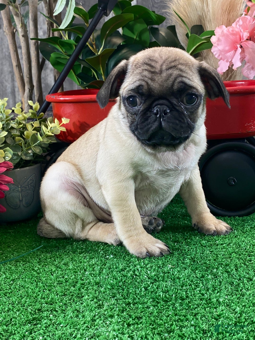 Pug dogs for sale: Piper - Ad 1