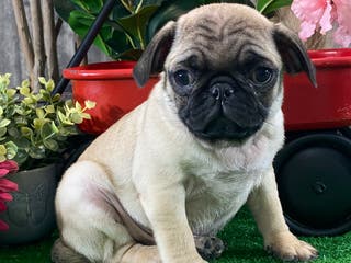 Pug dogs Piper - Ad 39