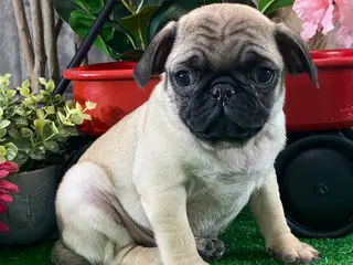 Pug dogs Piper - Ad 28