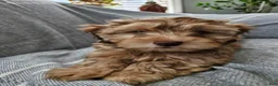 Havapoo dogs for sale: Jordie - Ad 11