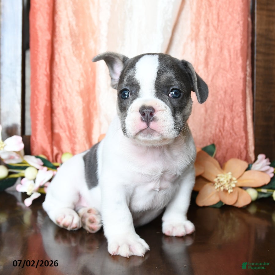 French Bulldog dogs Harrison - Ad 1
