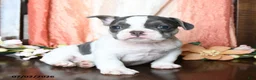 French Bulldog dogs for sale: Harrison - Ad 1