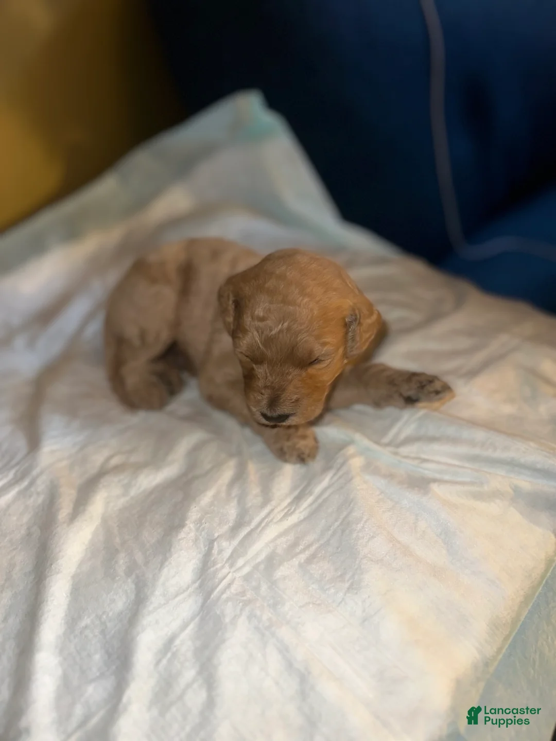 Double Doodle dogs for sale: Red - Ad 2