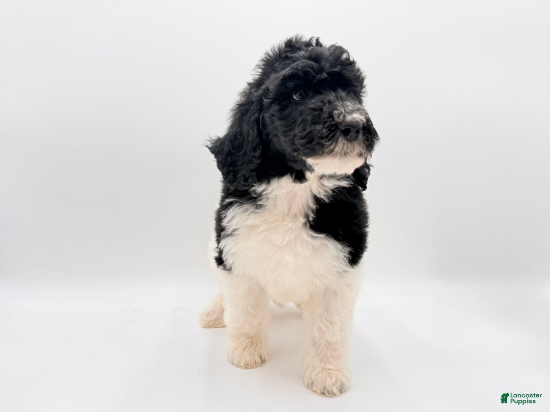 Goldendoodle dogs for sale: MALE- Bertram - Ad 6