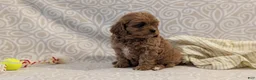 Cavapoo dogs for sale: Teddy - Ad 5